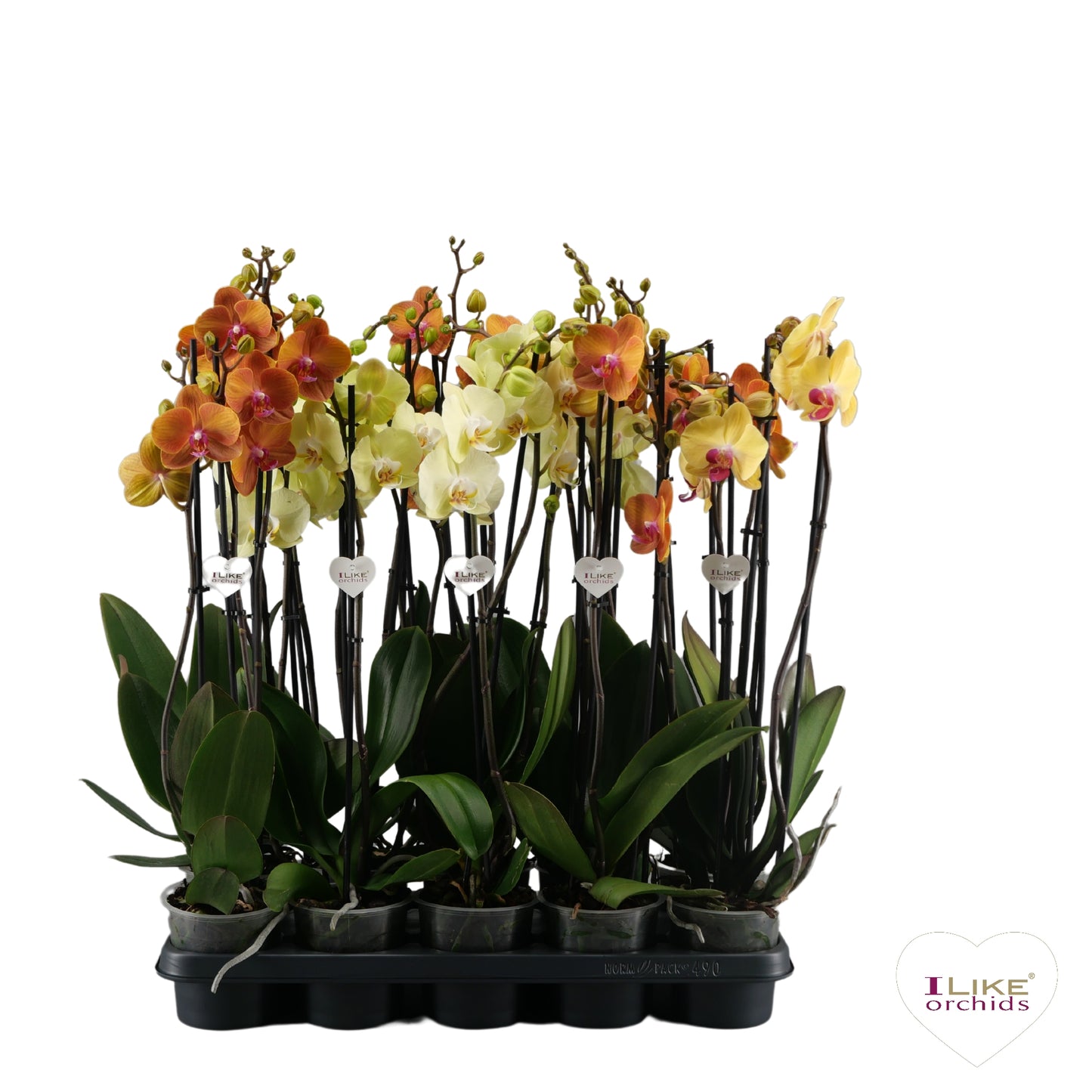 Phalaenopsis yellow 65cm 12cm Pot
