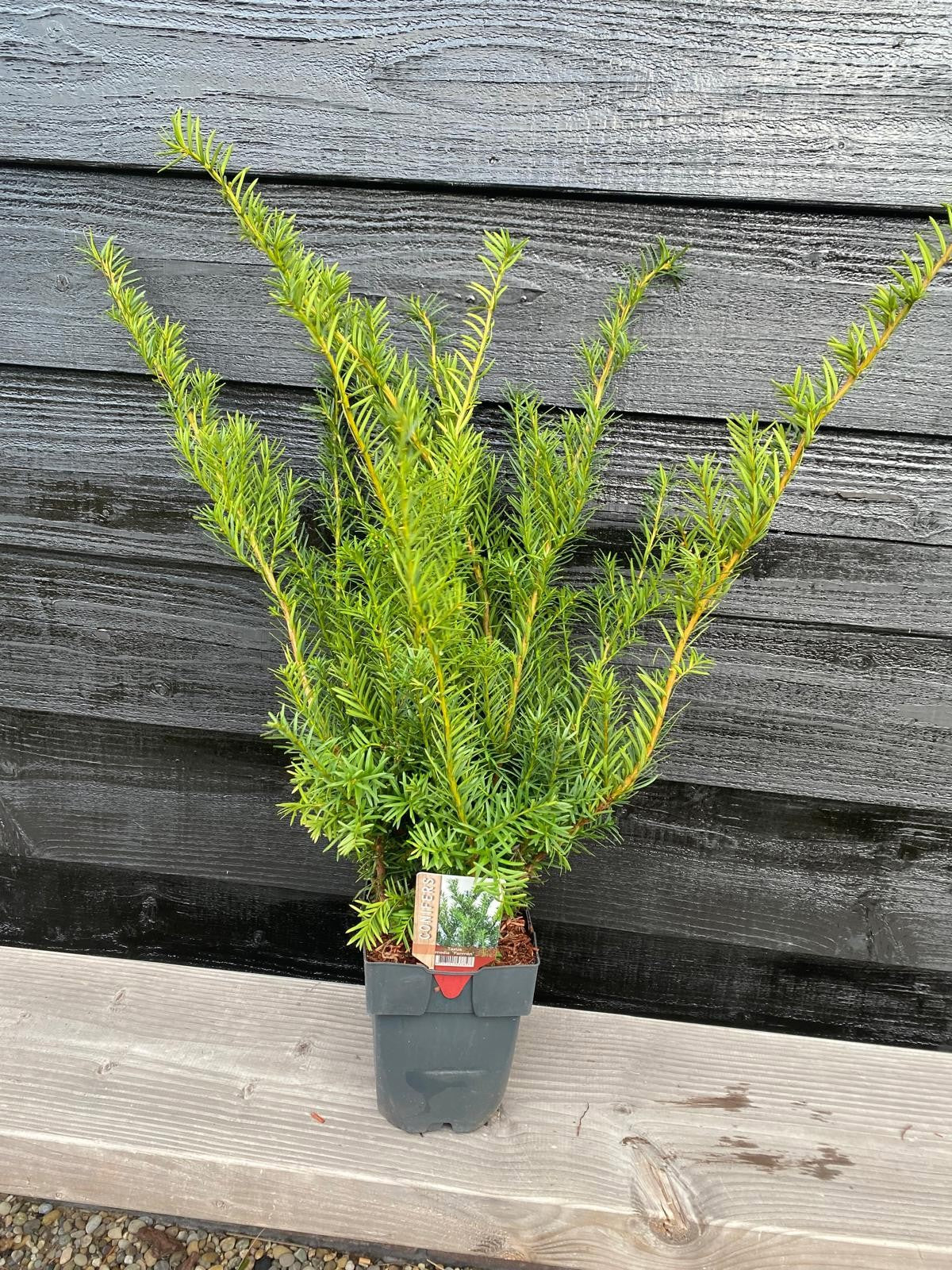 Taxus baccata 80cm 17cm Pot