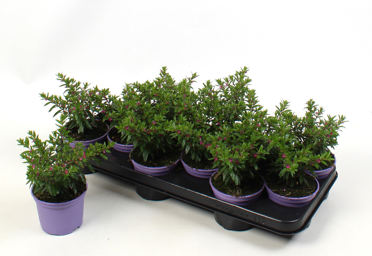 Cuphea hys. Myrtis Deep Pink 15cm 510cm Pot