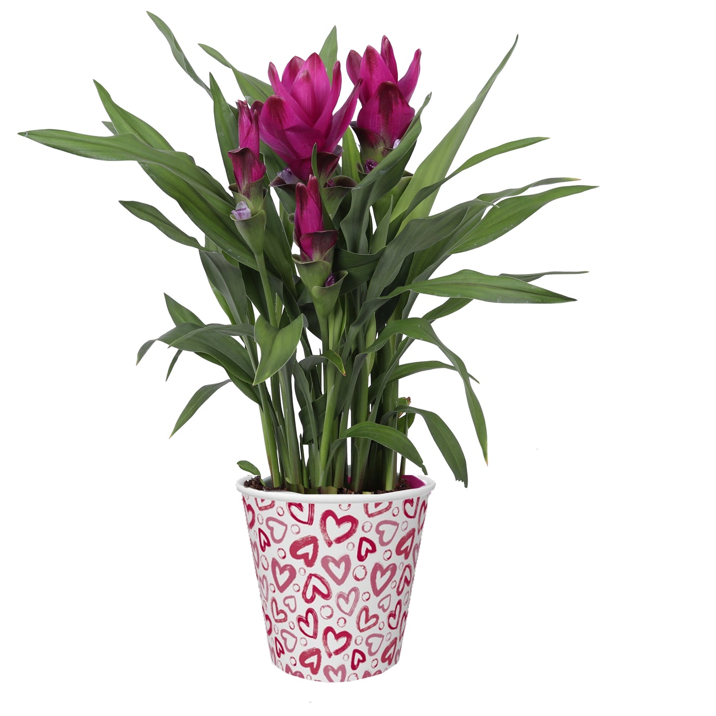 Curcuma Siam Sublime 55cm 12cm Pot