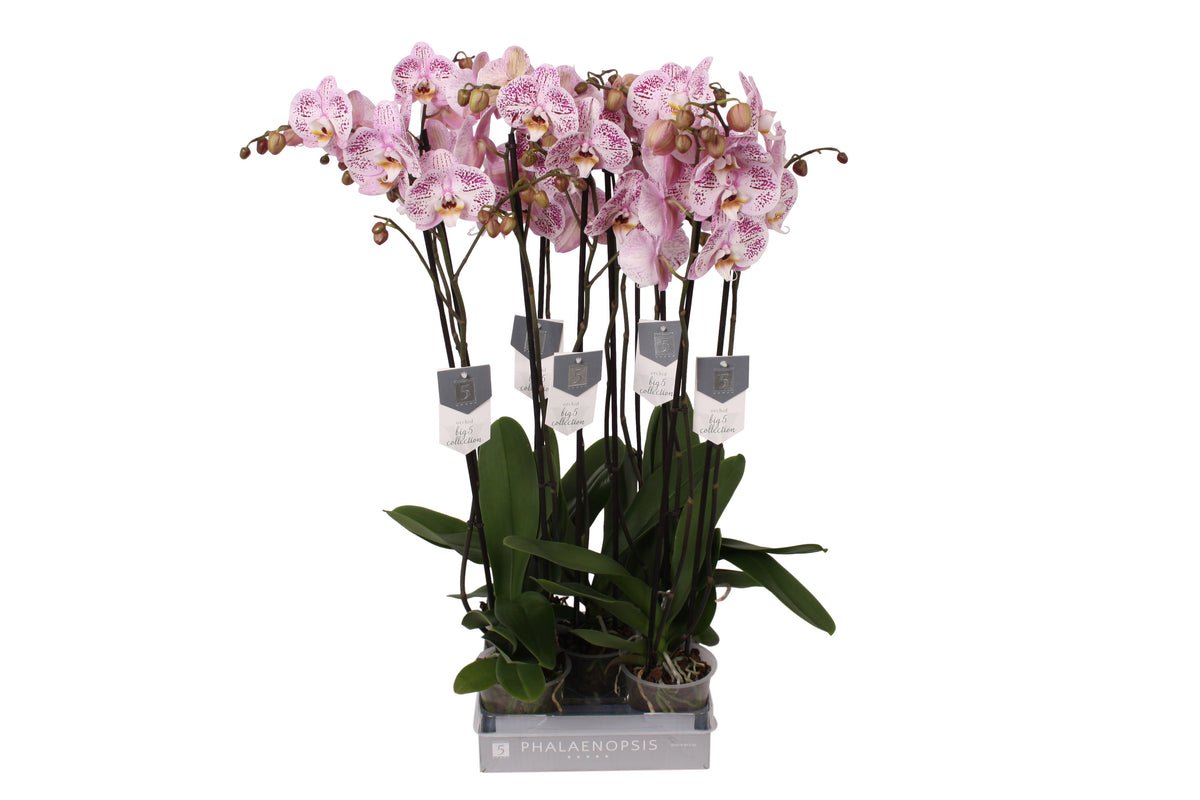 Phalaenopsis Spotted World 70cm 12cm Pot