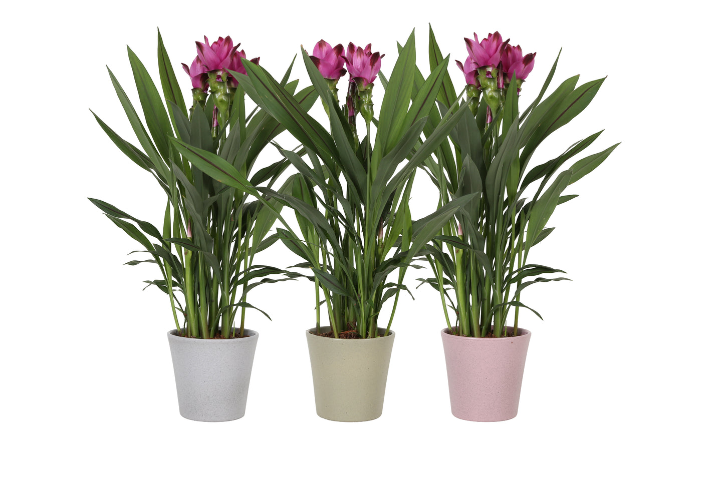 Curcuma Siam Splash 60cm 14cm Pot