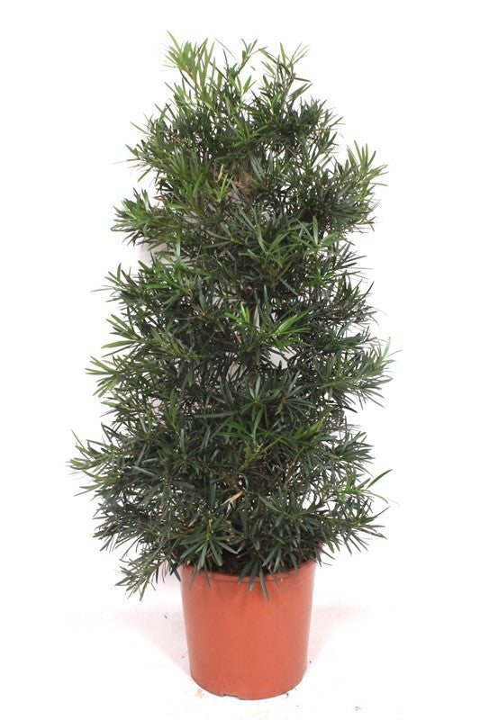 Podocarpus nivalis 130cm 30cm Pot