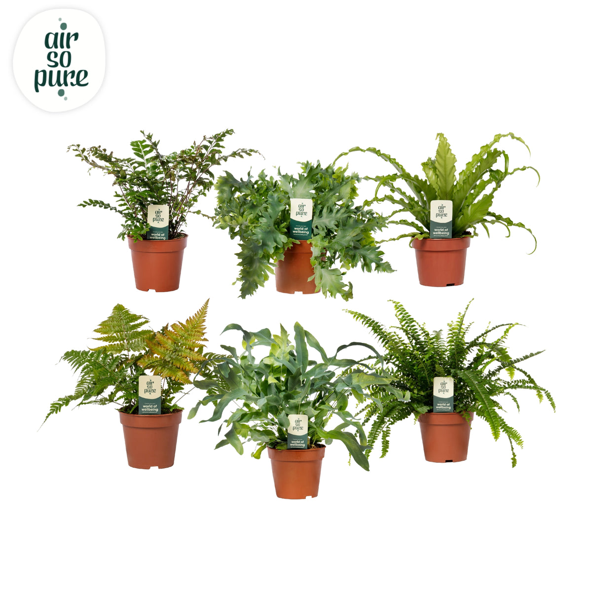 Ferns mix 35cm 12cm Pot