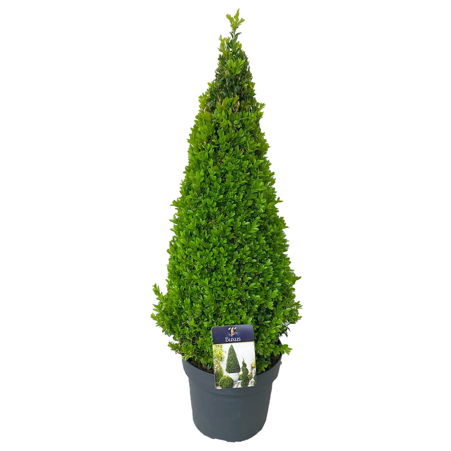 Buxus sempervirens ball 80cm 24cm Pot