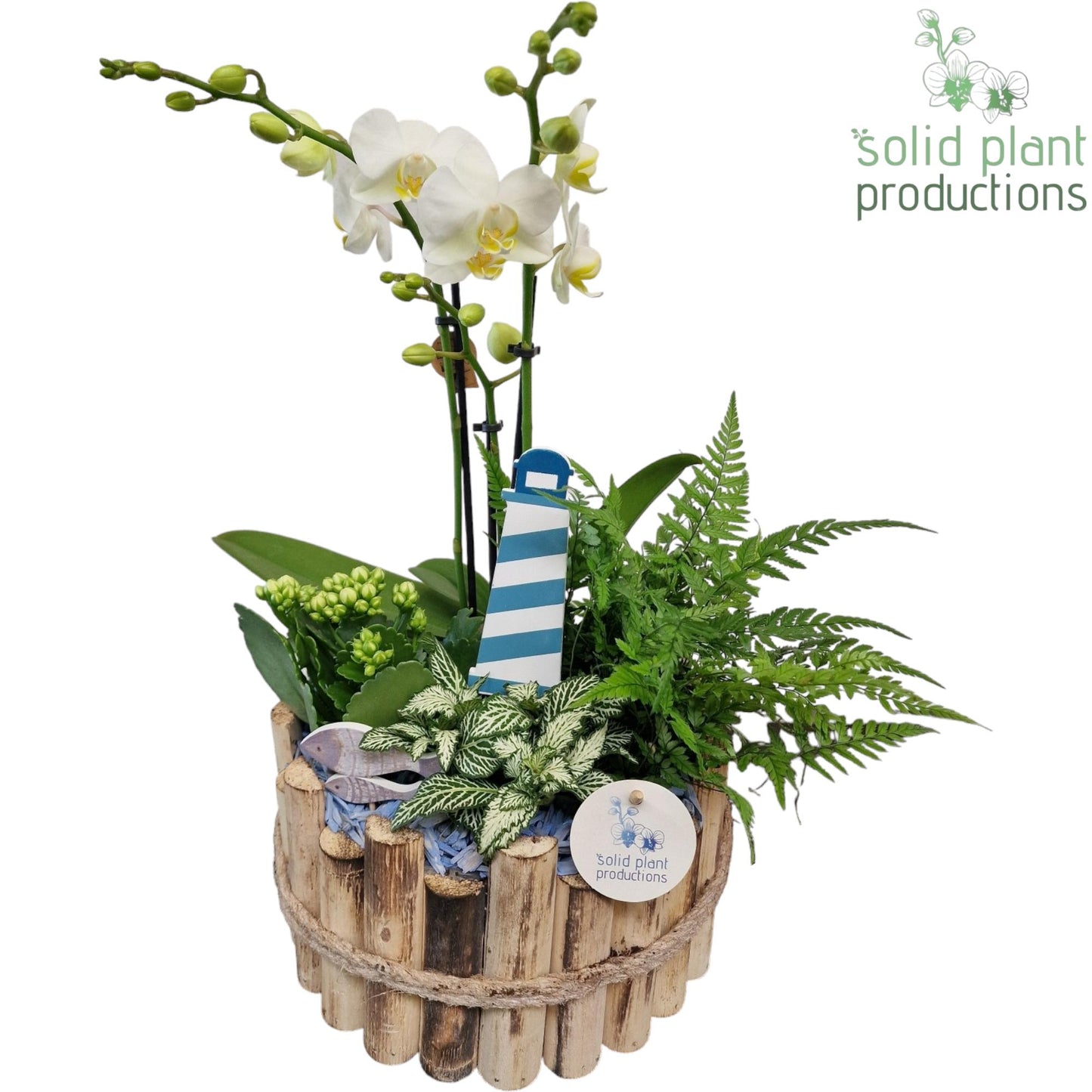 Solid Plant Productions HPH002 Milano Large Maritiem Pack of 2