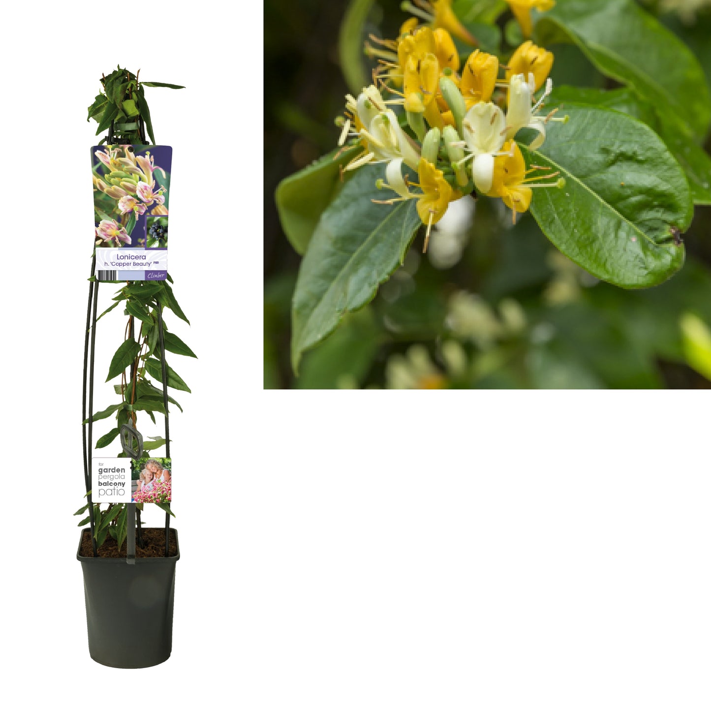 Lonicera Copper Beauty 115cm 23cm Pot