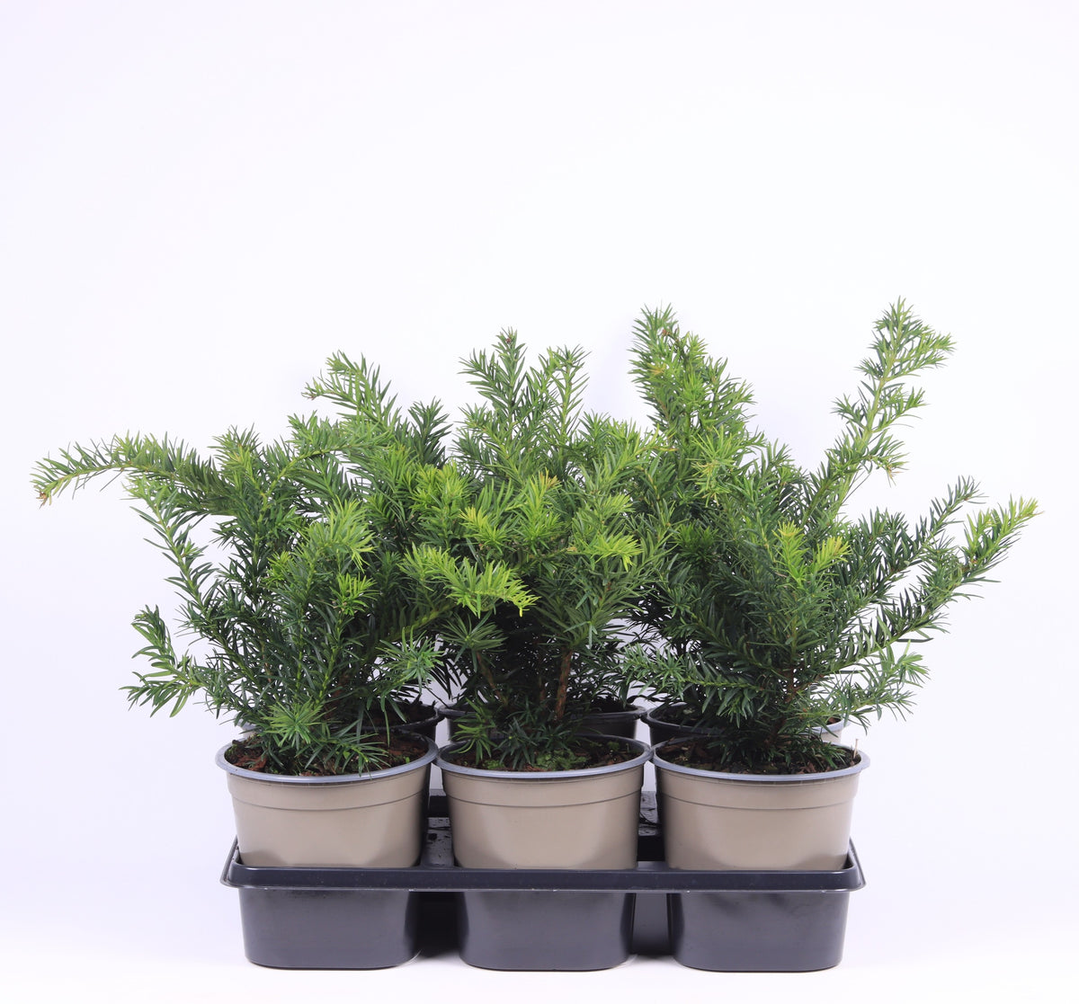 Taxus Repandens 40cm 15cm Pot