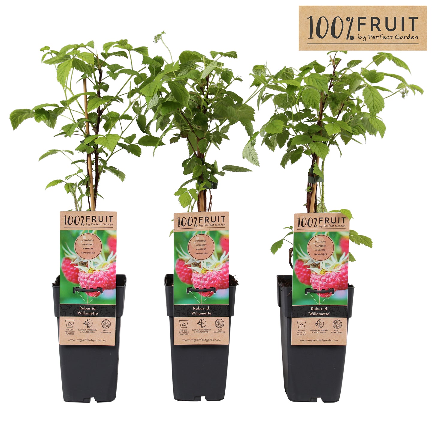 Rubus idaeus (Raspberry) 65cm 15cm Pot