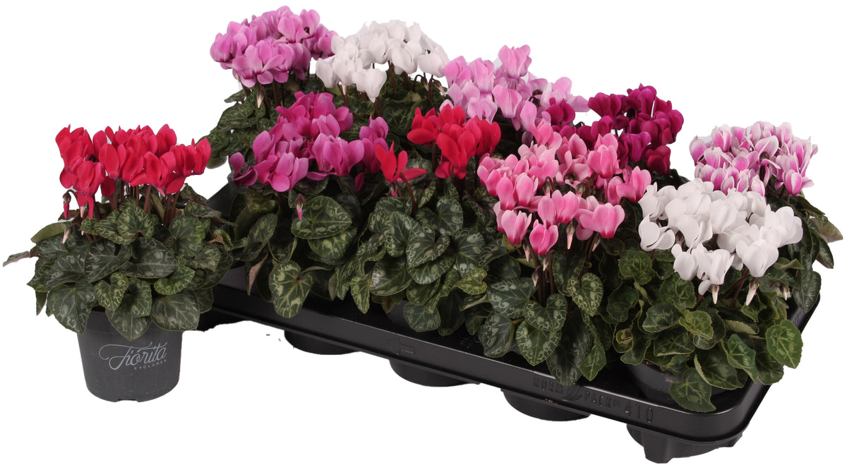 Cyclamen Verano mix 23cm 10.5cm Pot