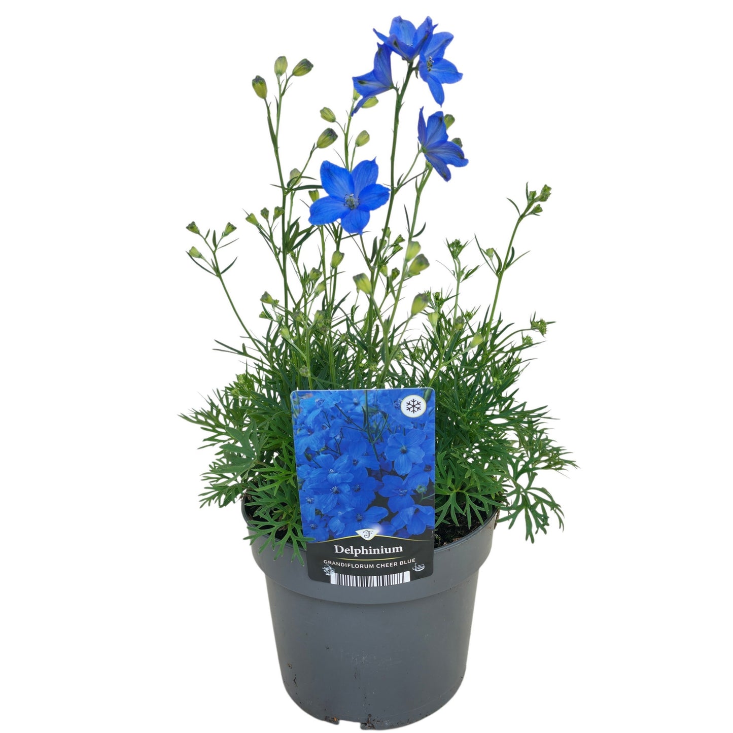 Delphinium Ocean Tiara Blue 45cm 17cm Pot