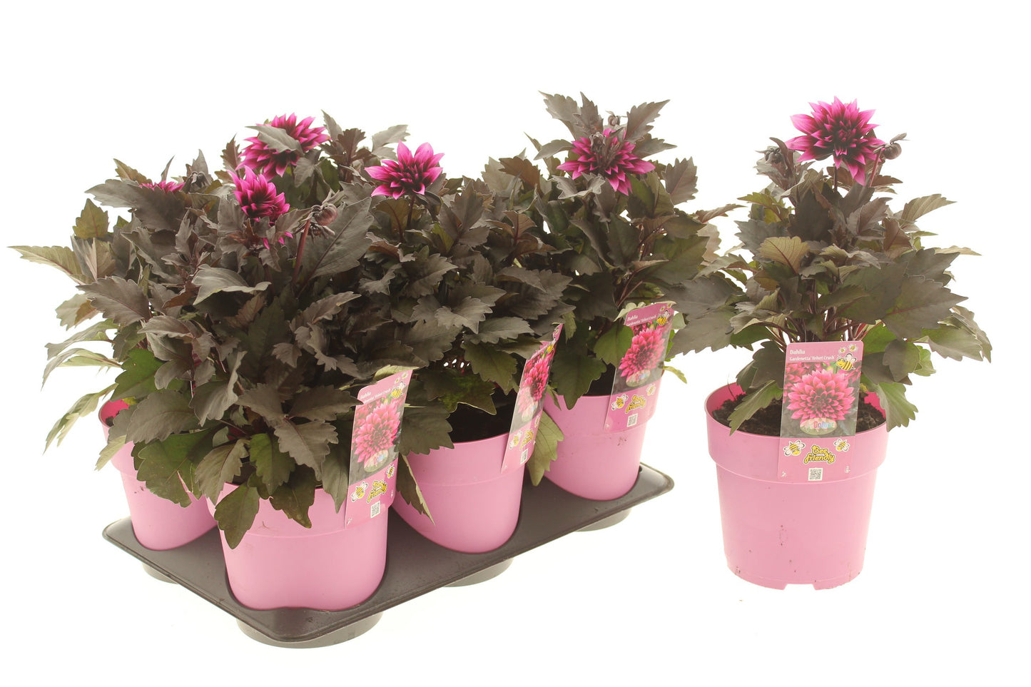 Dahlia Dalina Gardenetta Velvet Crush 20cm 15cm Pot
