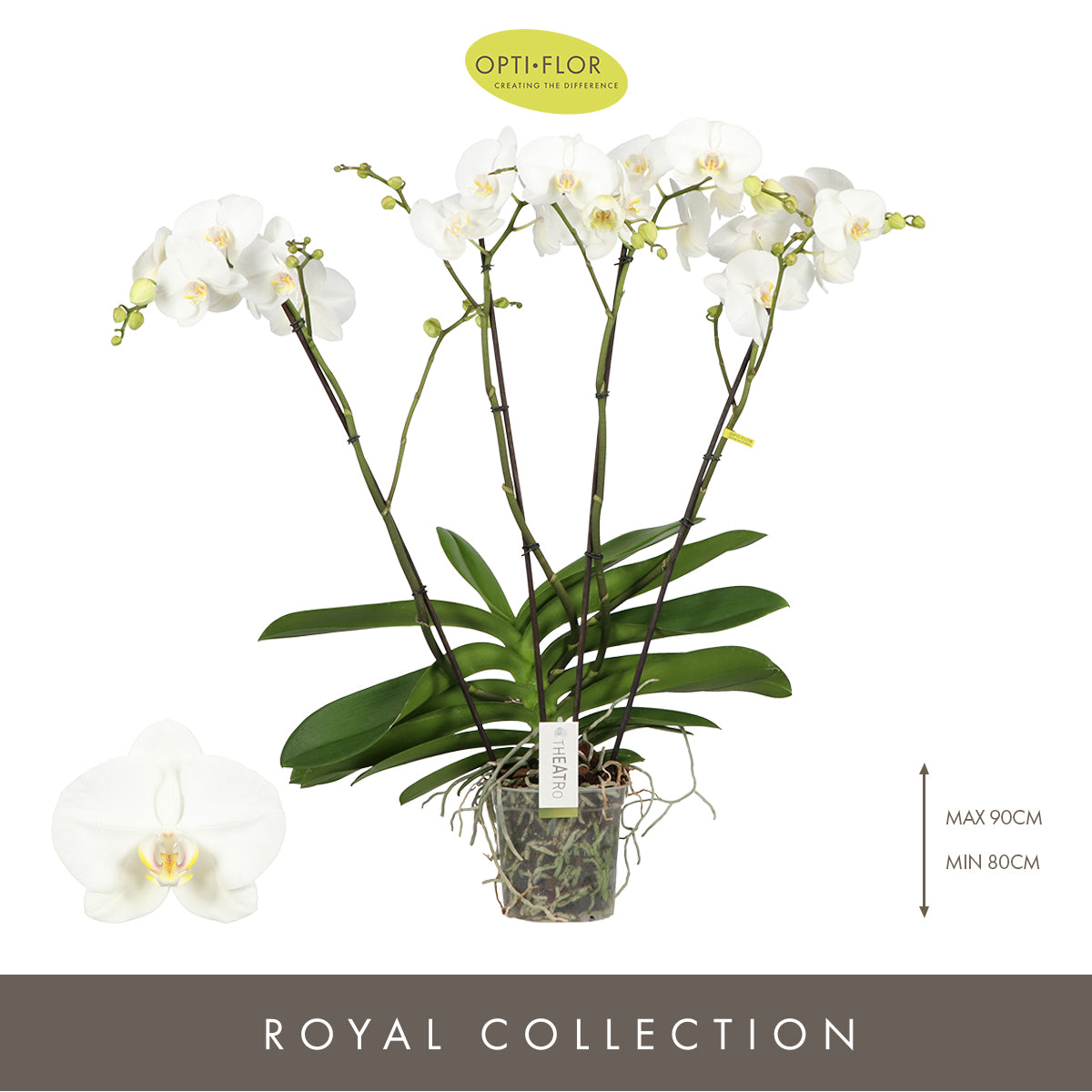 Phalaenopsis Theatro white 85cm 17cm Pot