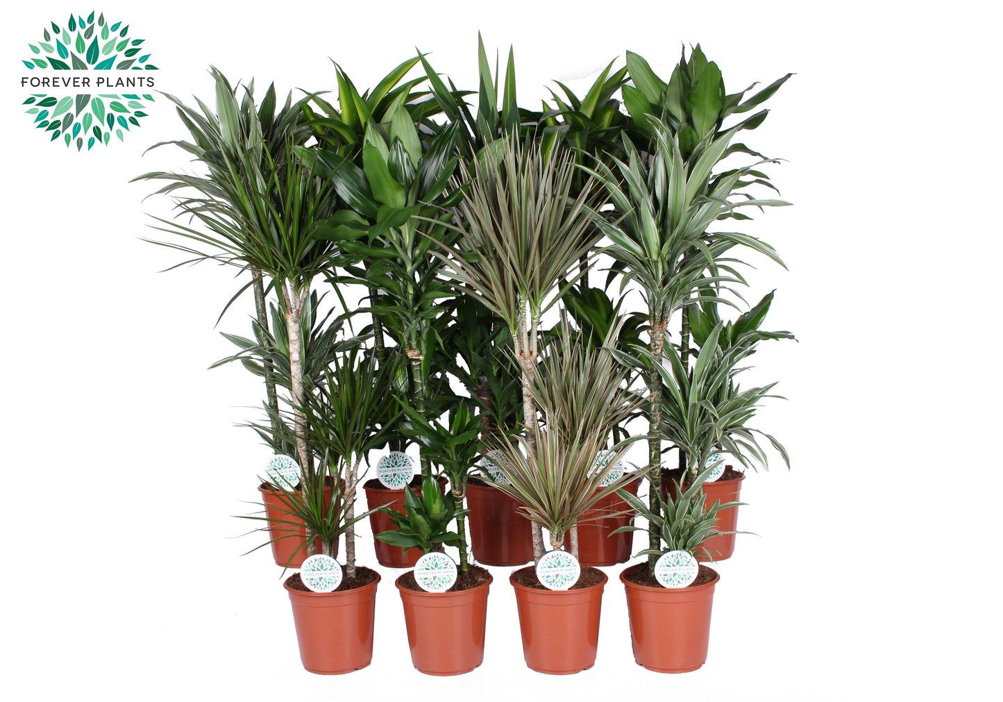 Foliage houseplants mix 120cm 24cm Pot