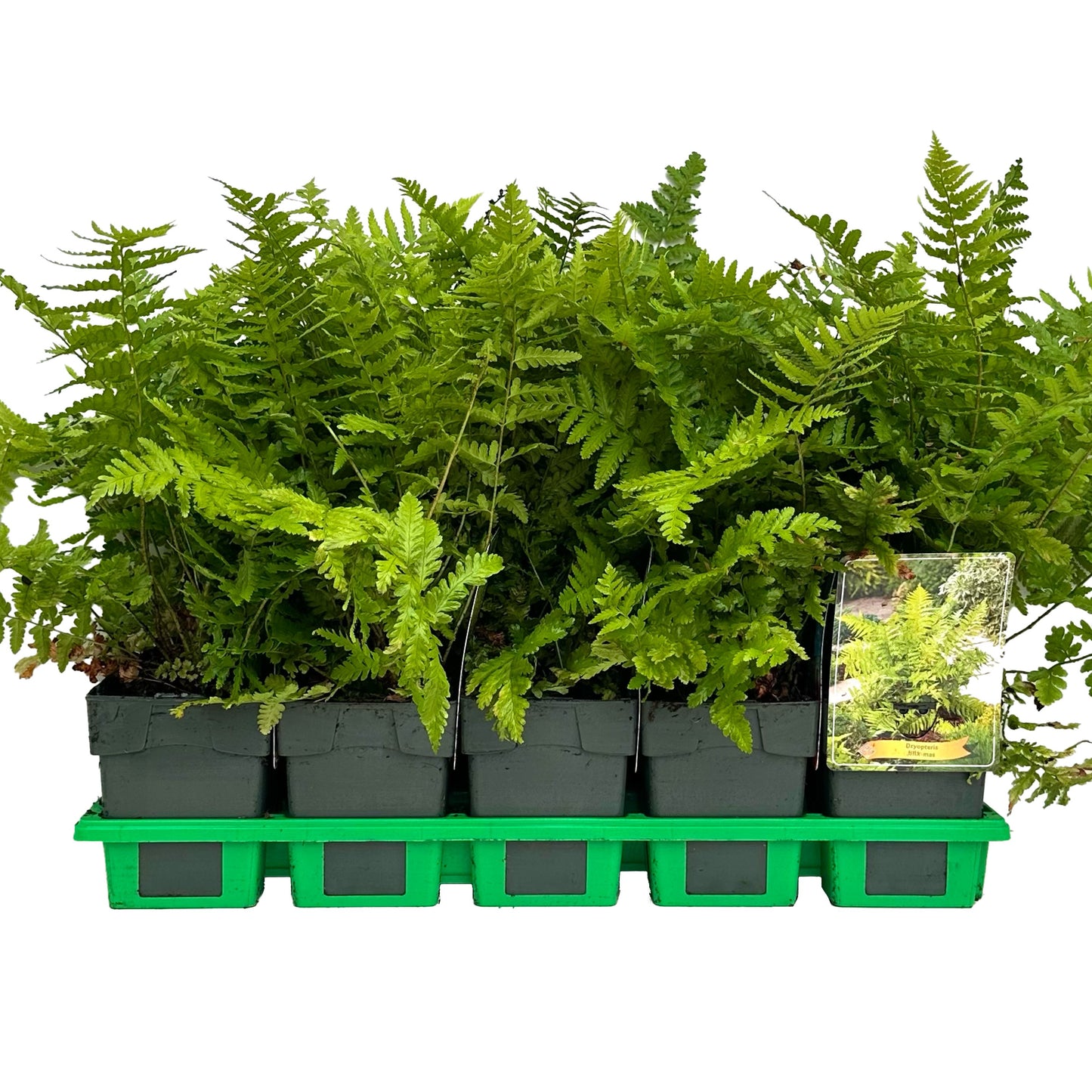 Dryopteris filix-mas 25cm 11cm Pot