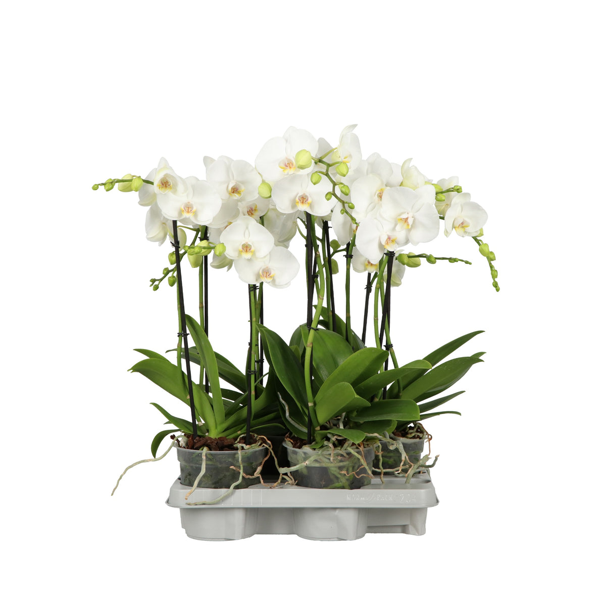 Phalaenopsis white 60cm 15cm Pot