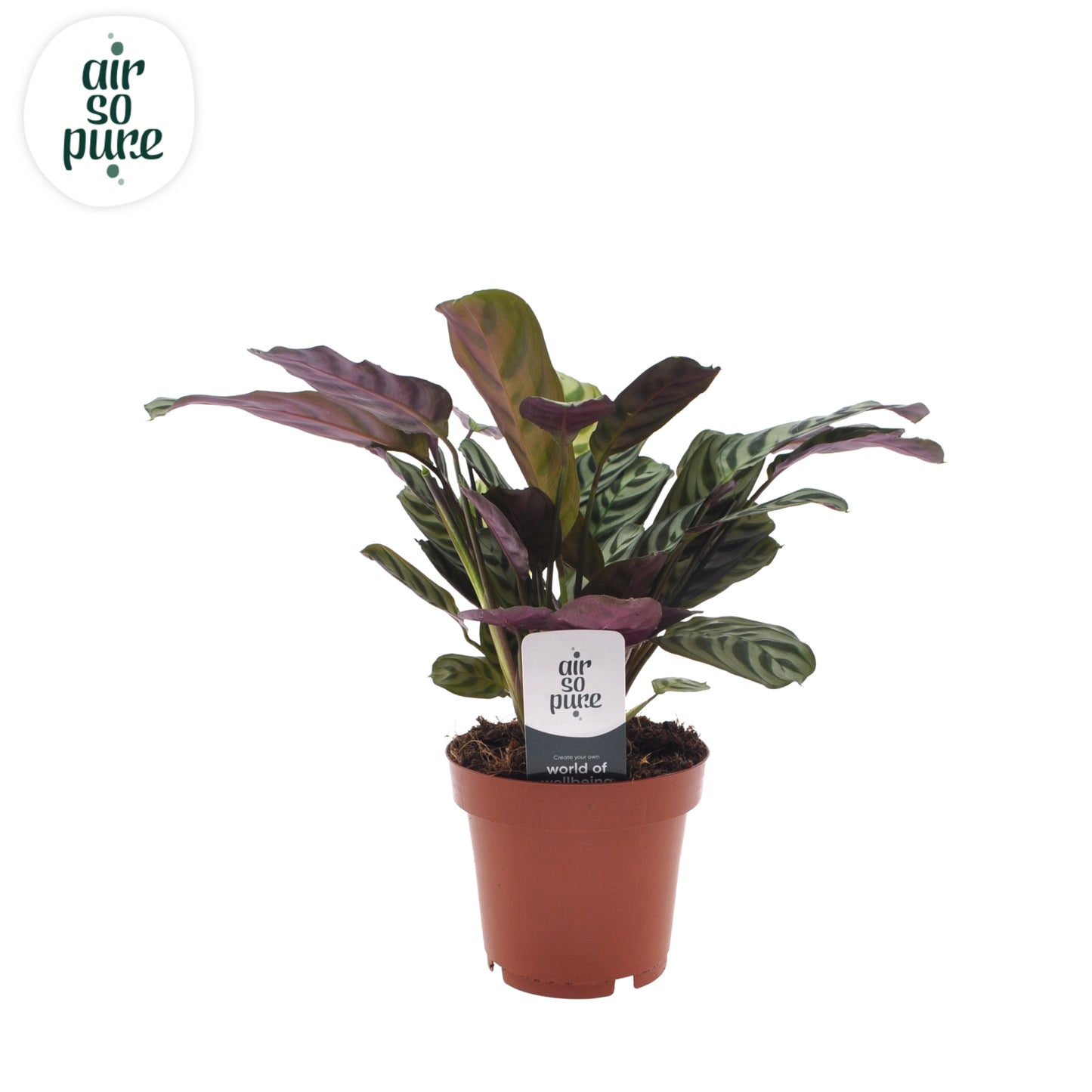 VDE plant BV Ctenanthe burle-marxii Pack of 10
