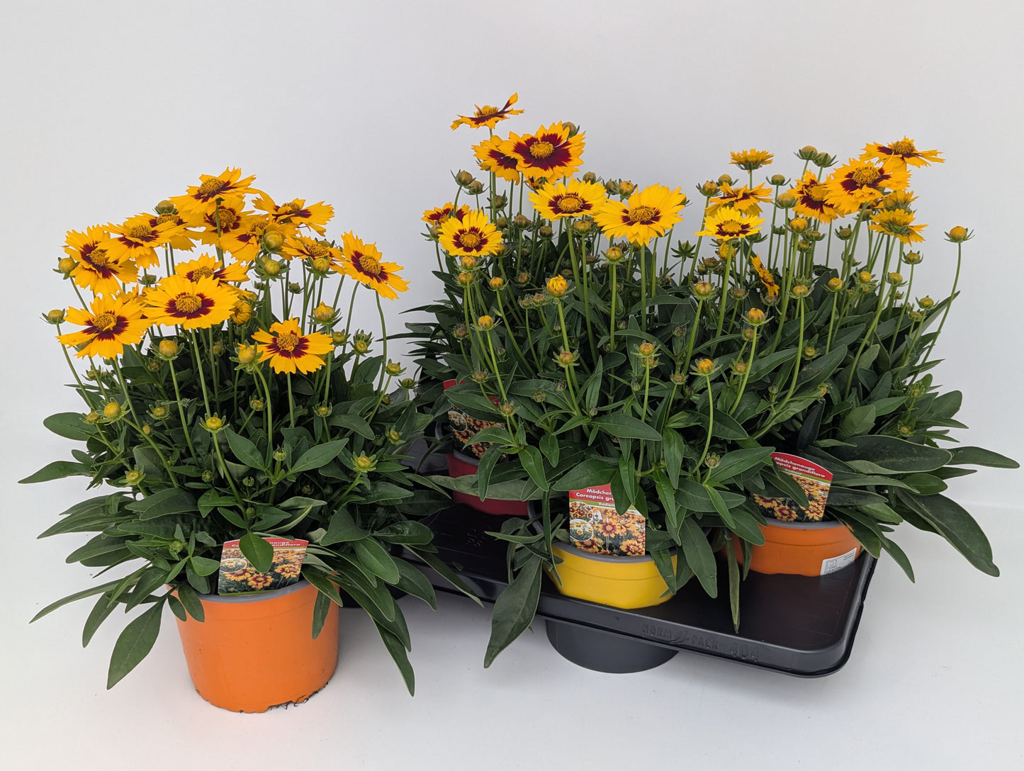 Coreopsis Upstick Gold + Bronze 28cm 17cm Pot
