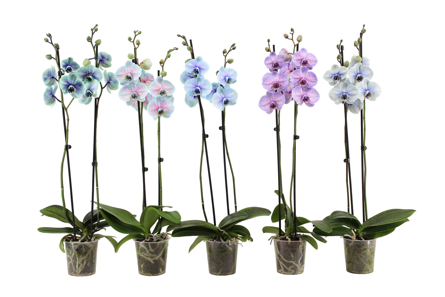 Phalaenopsis mix special 55cm 12cm Pot