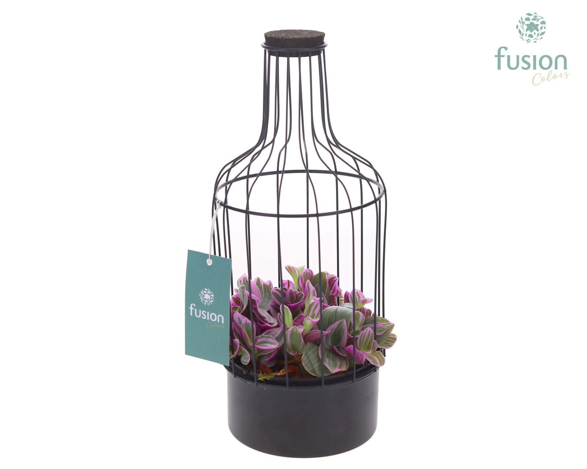 Metalen fles zwart klein met Tradescantia 29cm 13cm Pot