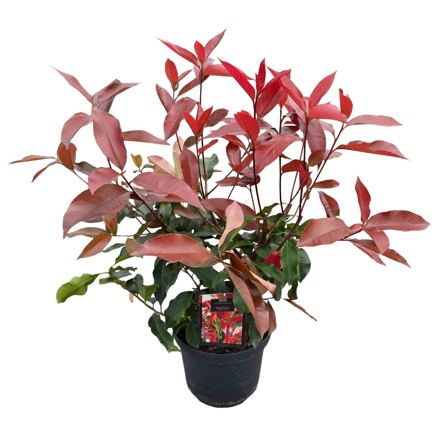 Photinia fraseri mix 70cm 26cm Pot