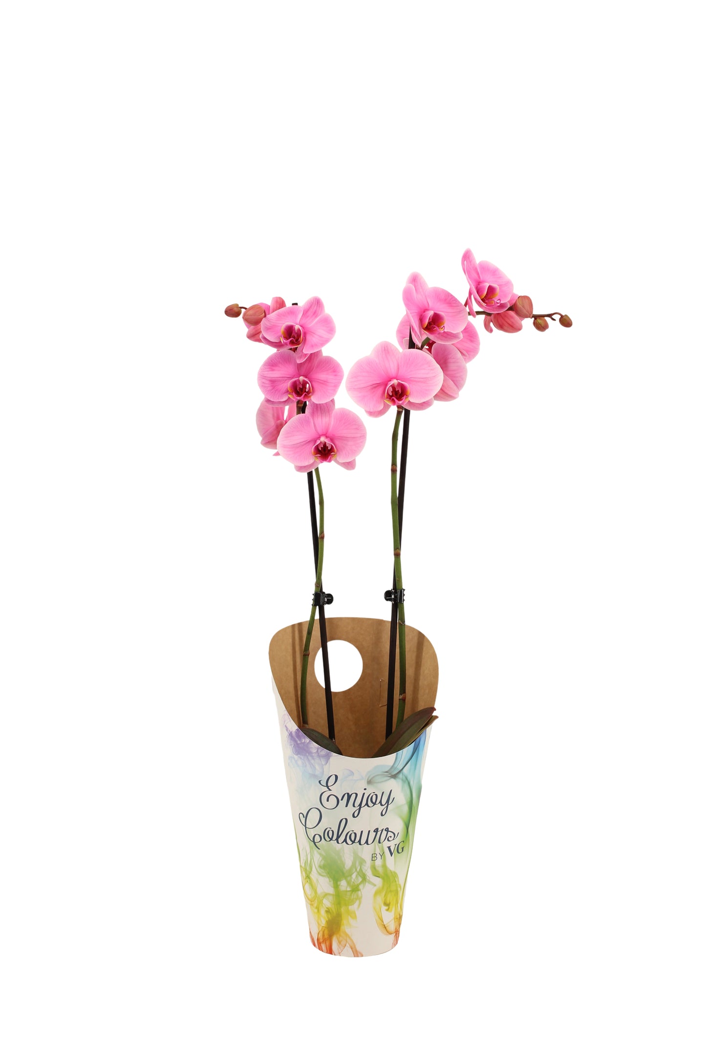 Phalaenopsis Royal pink (painted) 55cm 12cm Pot