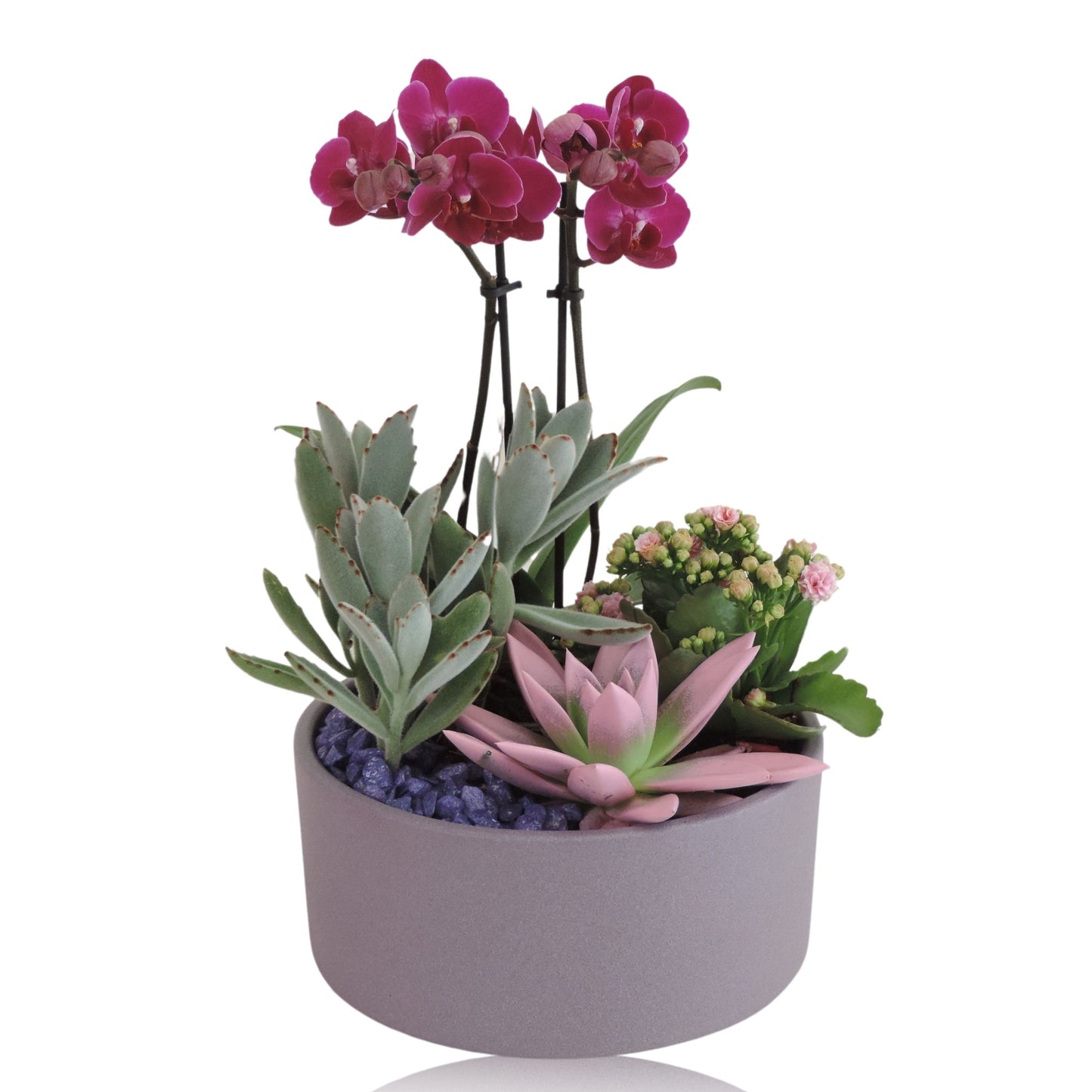 Phalaenopsis arrangement 22cm Pot
