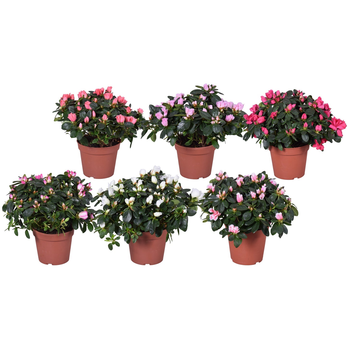 Rhododendron Bloombux 30cm 14cm Pot