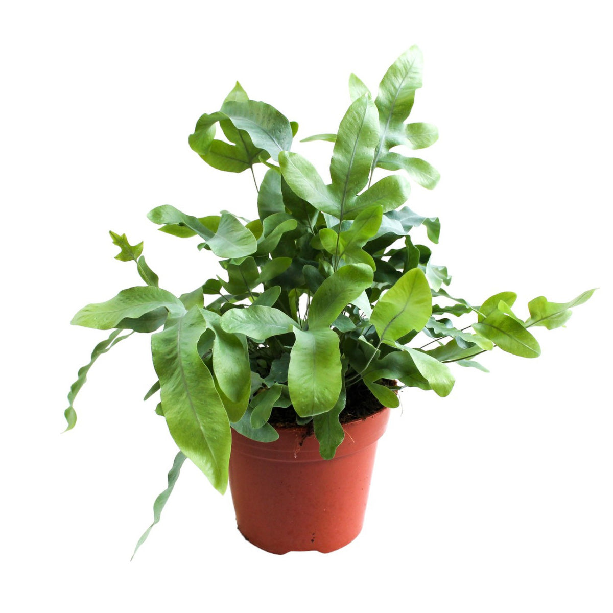 Phlebodium Blue Star 50cm 17cm Pot