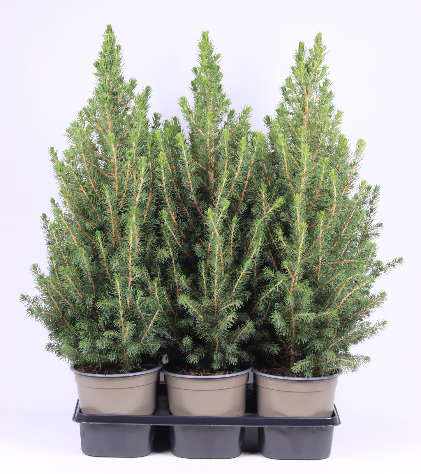 Picea gl. December 60cm 15cm Pot