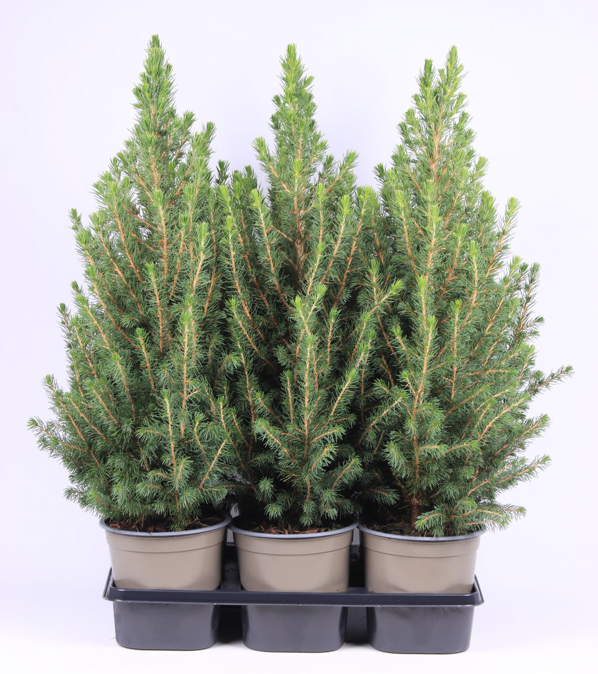 Picea gl. December 60cm 15cm Pot
