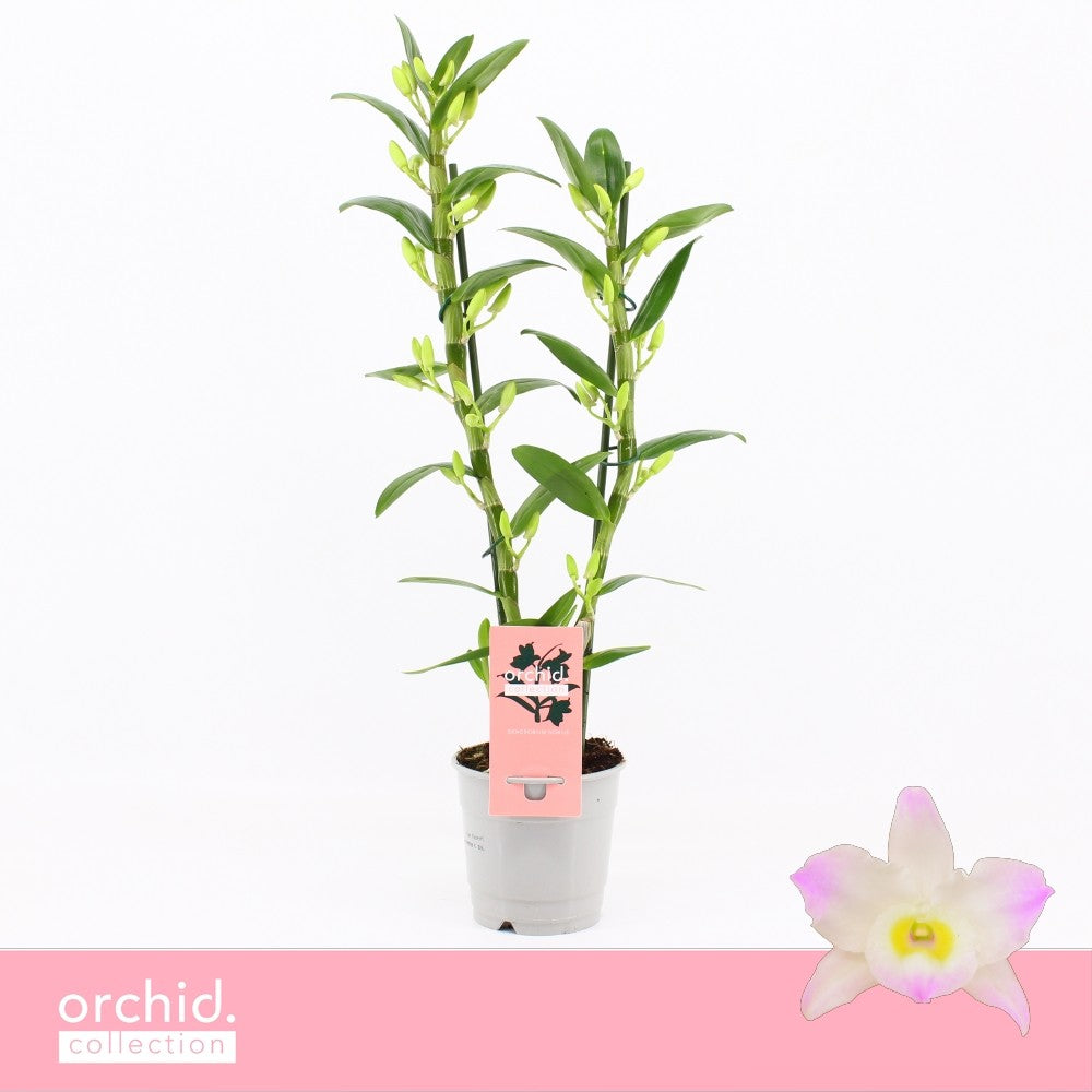 Dendrobium Kumiko 50cm 12cm Pot