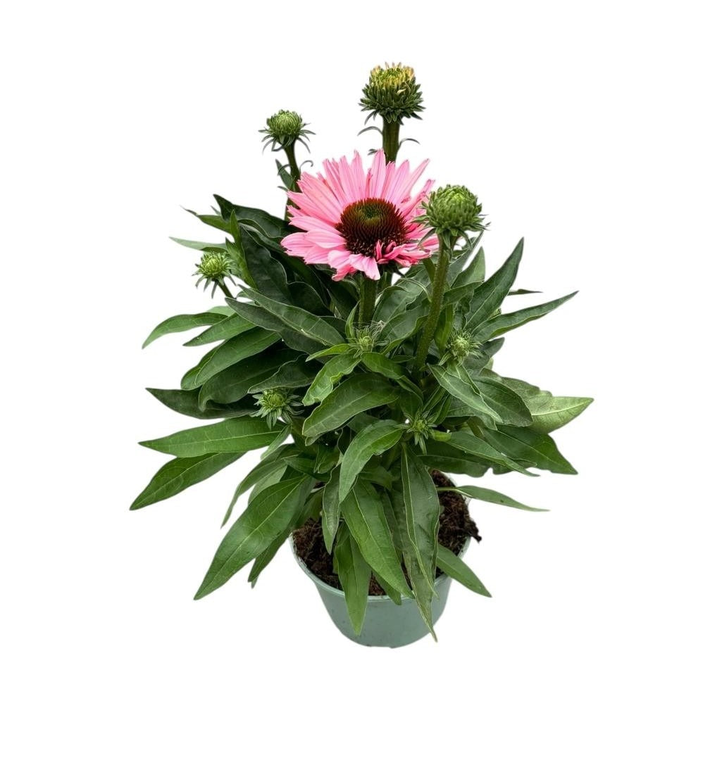 Woudenberg, VOF Gebr. van Echinacea Sunseekers Salmon Pack of 1