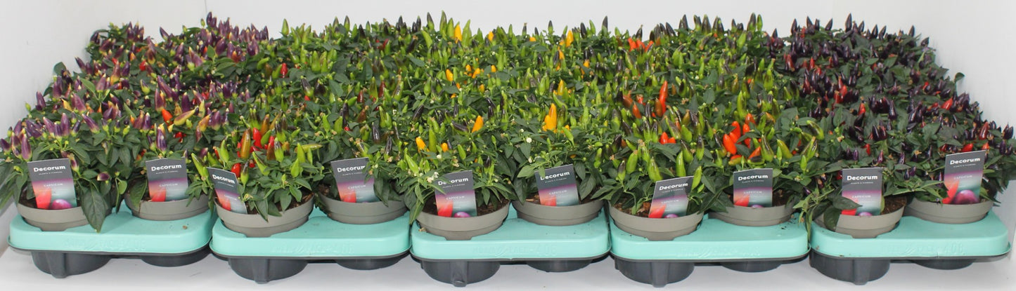 Capsicum annuum overig 23cm 13cm Pot