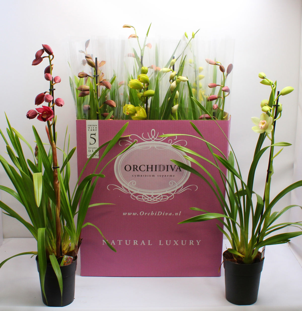 Cymbidium mix 85cm 14cm Pot