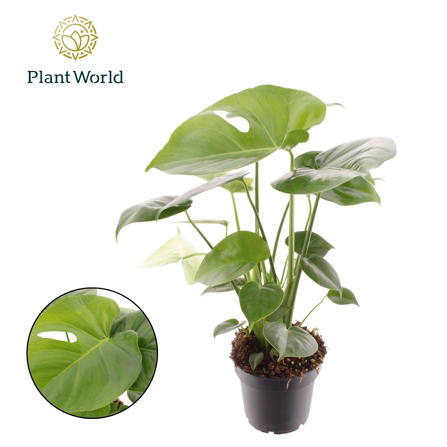 Monstera deliciosa 45cm 12cm Pot