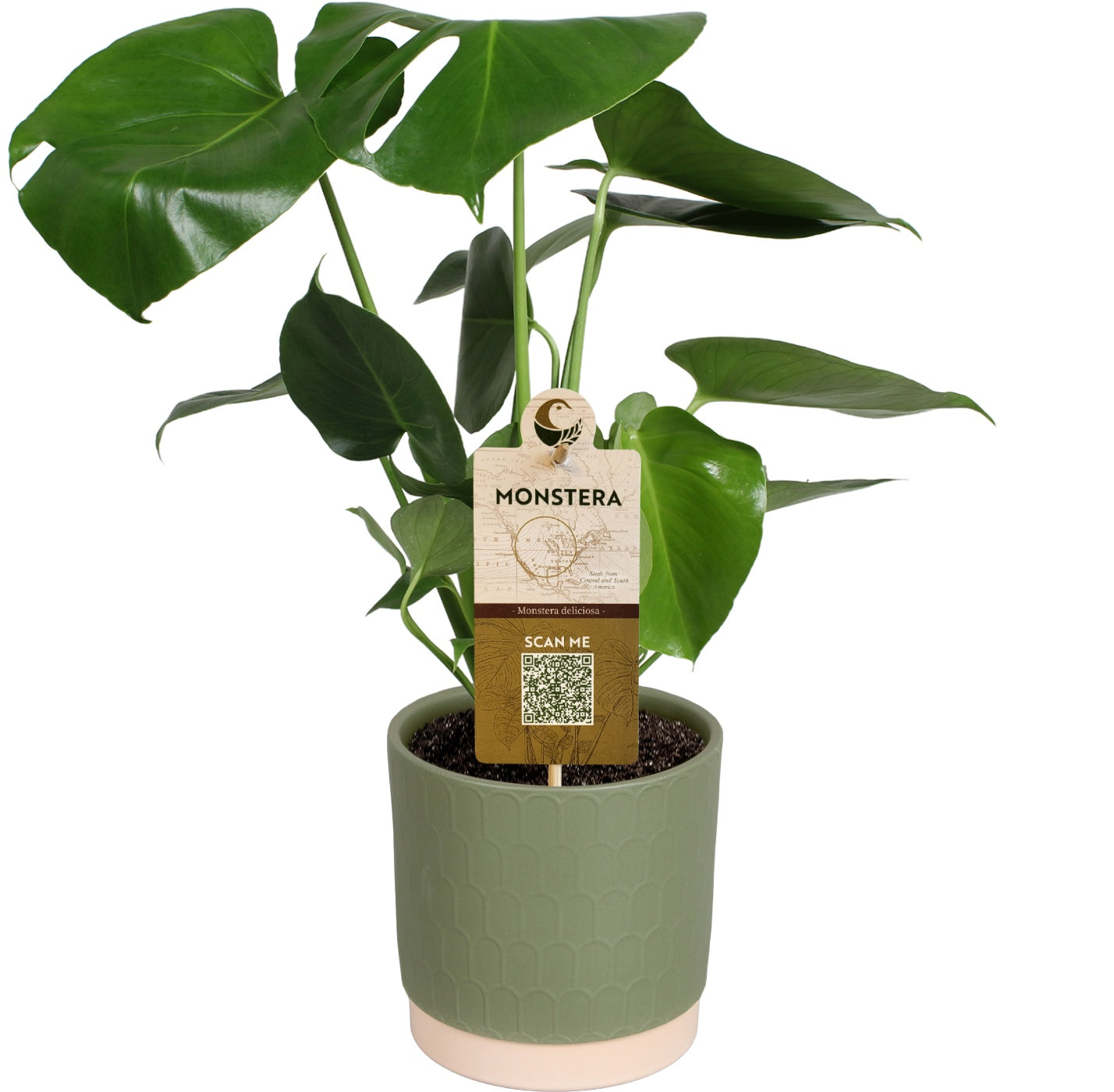 Monstera deliciosa 50cm 15cm Pot
