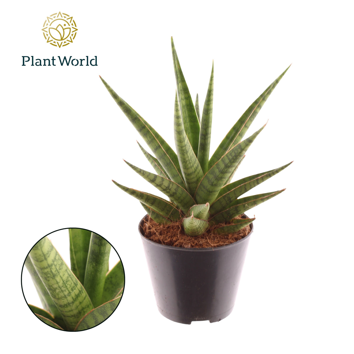 Sansevieria cylindrica 15cm 8.5cm Pot