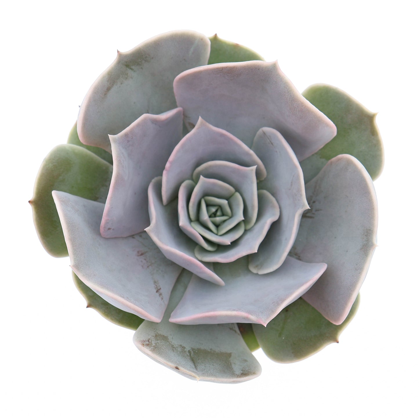 Euro Cactus Holland Bv Echeveria Pollux Pack of 12