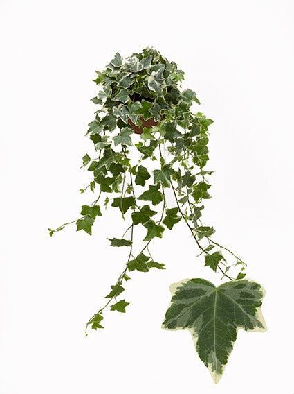 Berg Hedera Hedera helix Eva Pack of 12