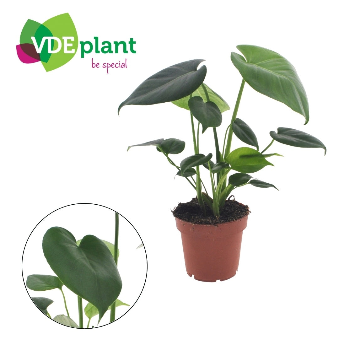 Monstera deliciosa 30cm 12cm Pot