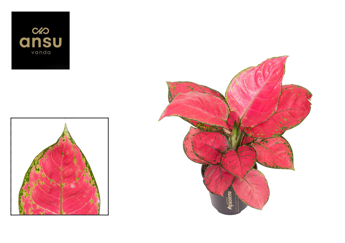 Aglaonema Red Joy 30cm 12cm Pot