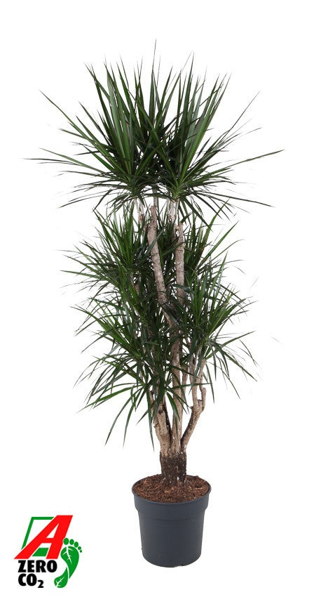 Dracaena marginata branched 180cm 34cm Pot