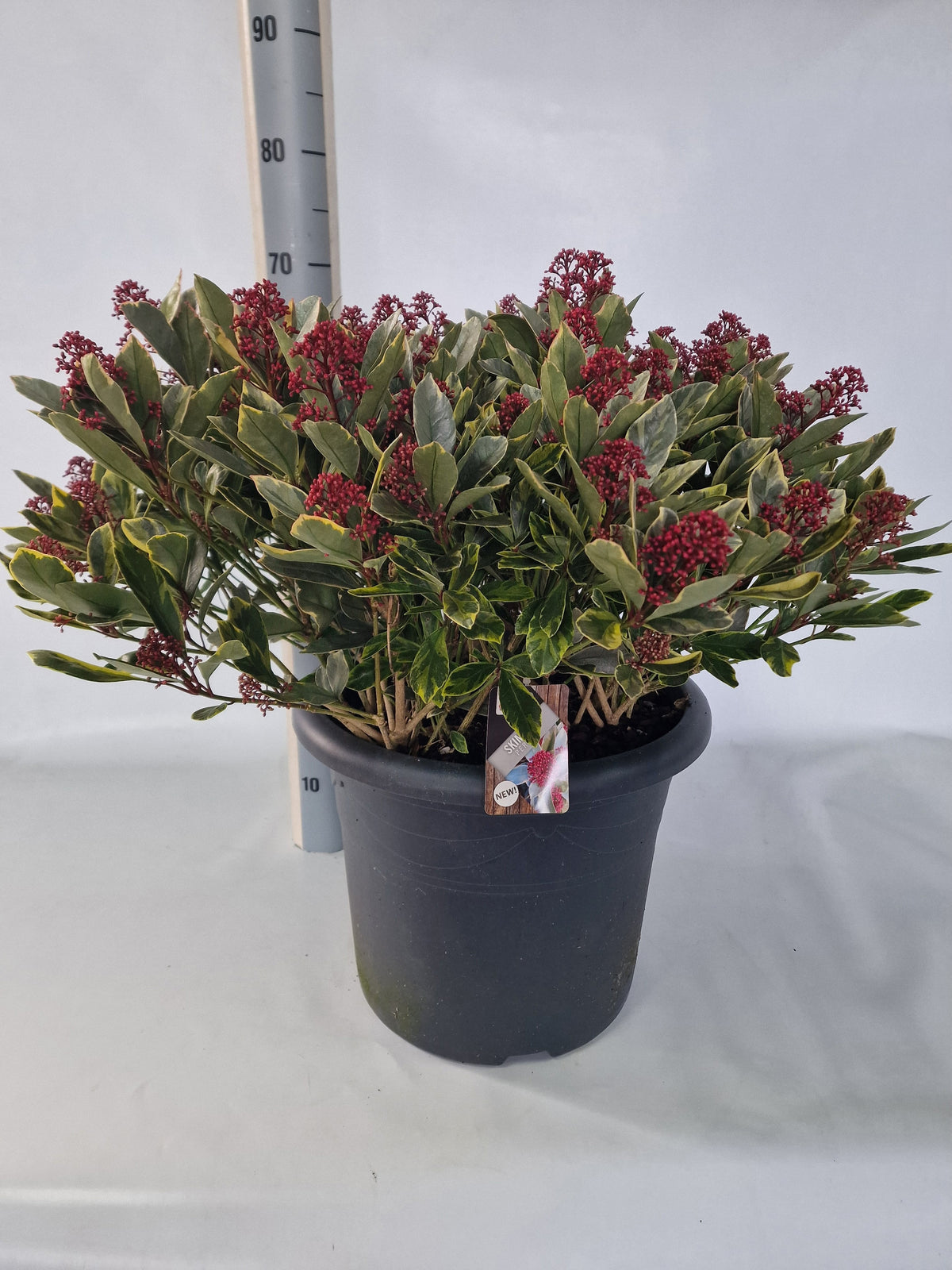 Skimmia japonica Perosa 60cm 40cm Pot