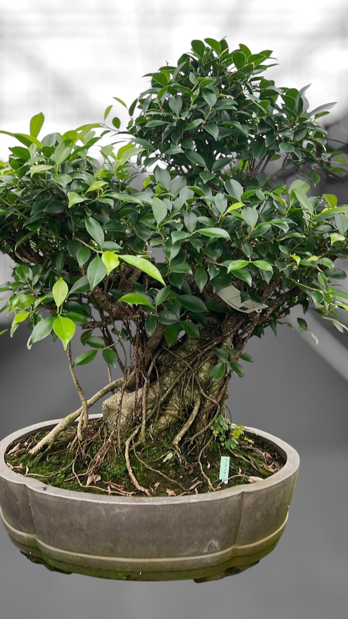 Bonsai Mix 80cm 49cm Pot