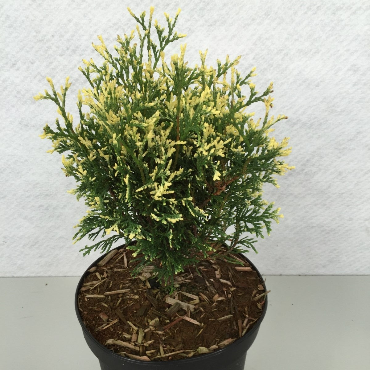 Thuja occidentalis 30cm 19cm Pot