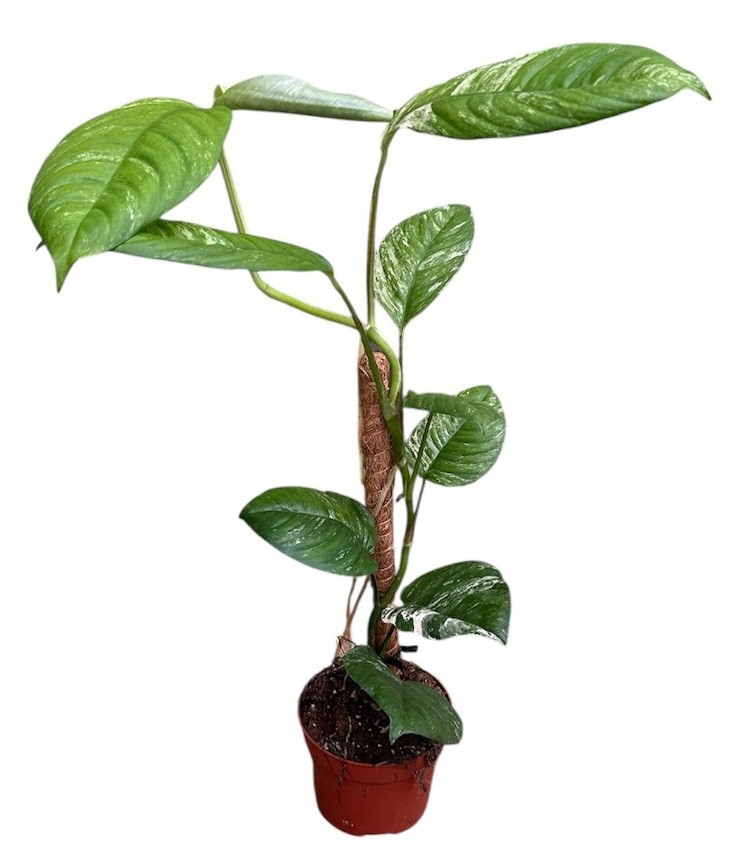 Plants 40cm 510cm Pot