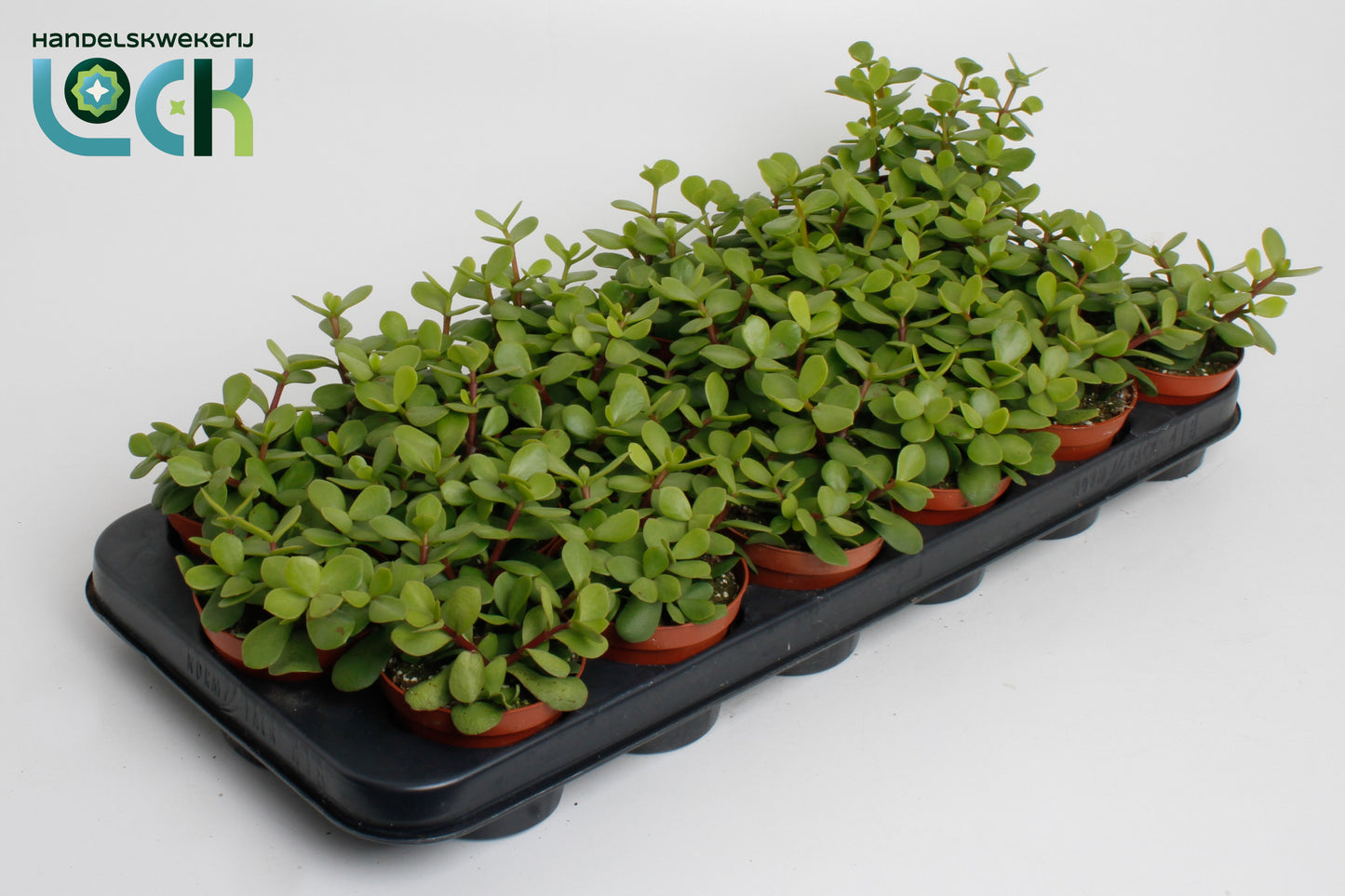 Lock, Handelskwekerij Portulacaria afra Pack of 12