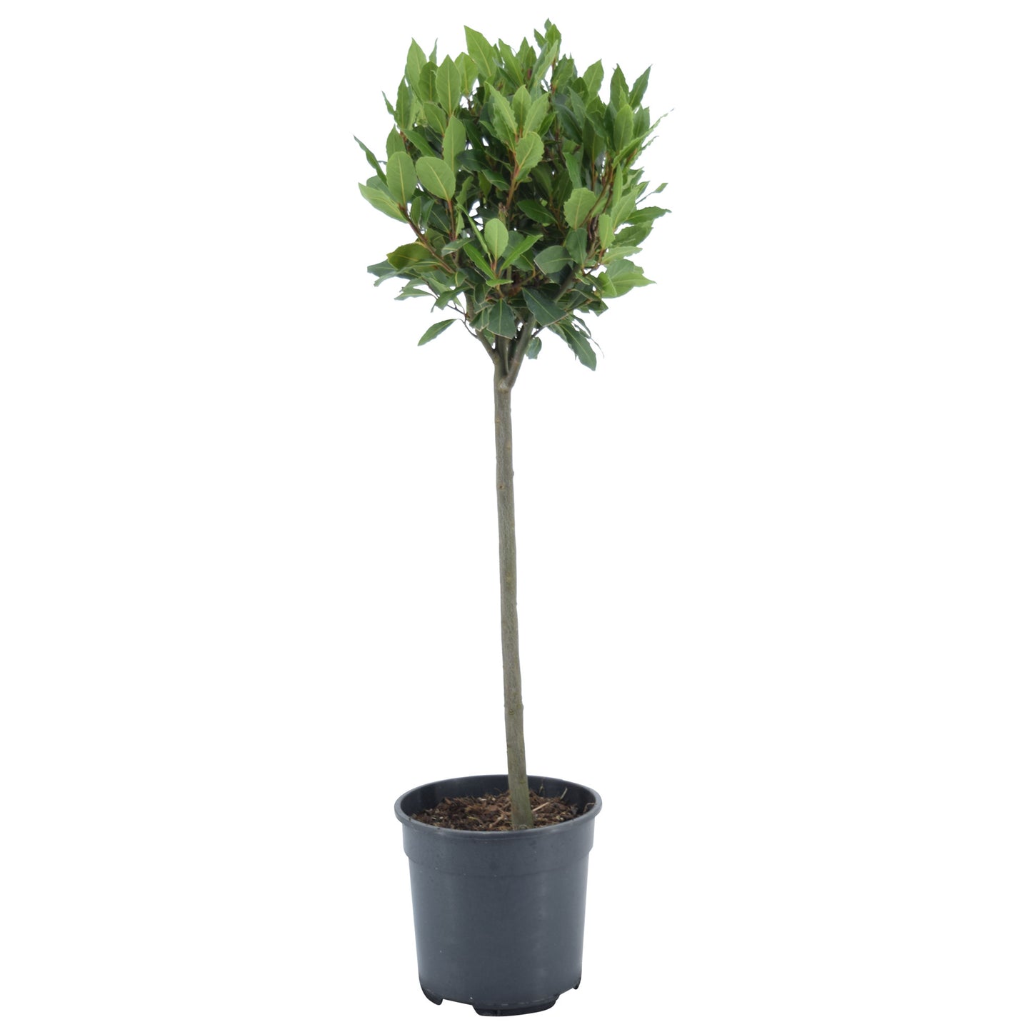 Laurus nobilis 70cm 20cm Pot