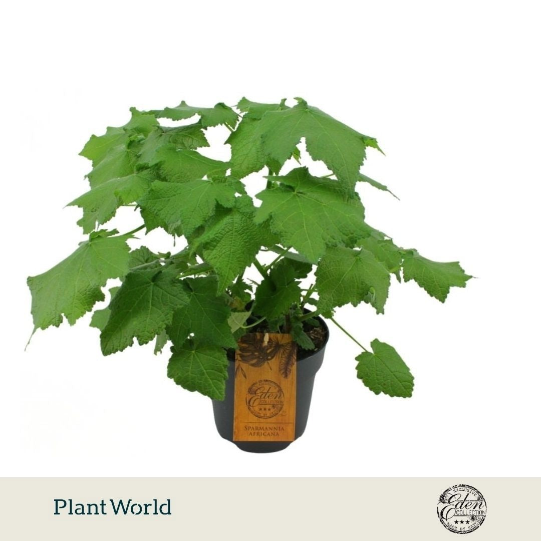 Plantworld Smit Kwekerij Sparmannia africana (African linden) Pack of 2
